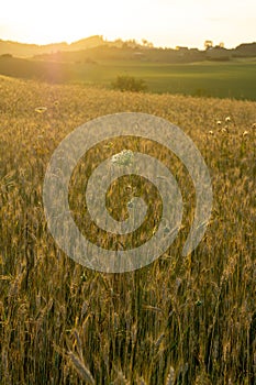 Wheat field during sunnrise or sunset.