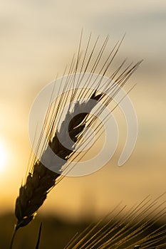 Wheat field during sunnrise or sunset.