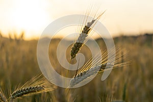 Wheat field during sunnrise or sunset.