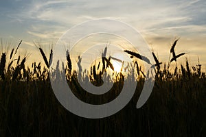 Wheat field during sunnrise or sunset.