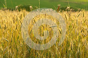 Wheat field during sunnrise or sunset.