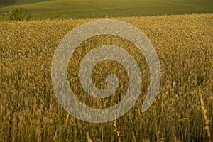 Wheat field during sunnrise or sunset.