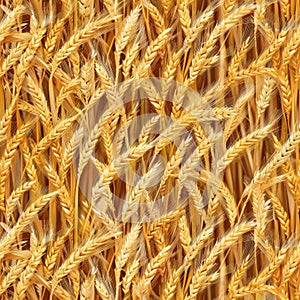 Wheat Field Seamless Pattern, Golden Barley Ears Tile Background, Ripening Cereals Landscape