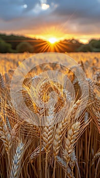 Wheat Field With Setting Sun