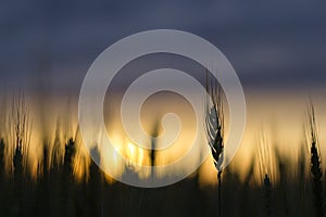 Wheat field silhouette