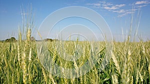Wheat field and the sky