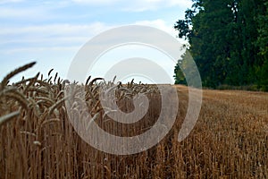 Wheat field, sky and forest in the morning