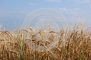 Wheat Field Sky