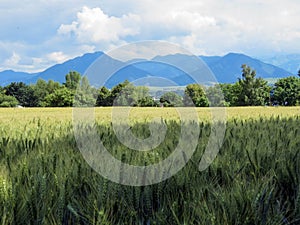 Wheat field in Slovakia