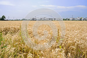 Wheat field before small village in sunny summer afternoon