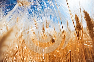 Wheat field