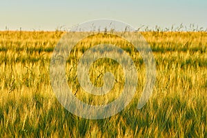 Wheat field with spikelets on front plan and blurred background