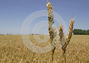 Wheat field and spikes