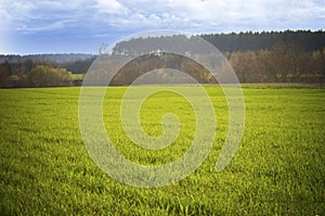 Wheat field in spring