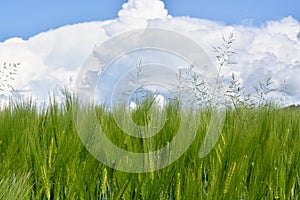 A wheat field at springtime with storm clouds on the horizon photo