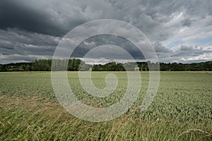 Wheat field and stormy sky