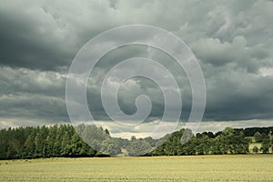 Wheat field and stormy sky