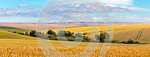 Wheat field with a strip of green trees on a summer sunny day