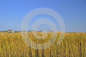 Wheat field and suburban houses