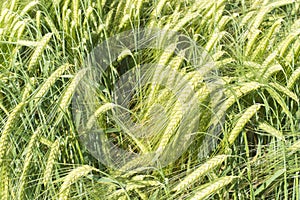 Wheat Field in the Summer