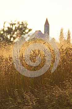 Wheat Field In Summer Afternoon