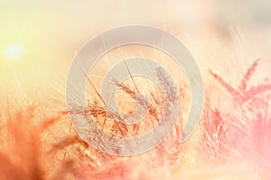 Wheat field in summer afternoon