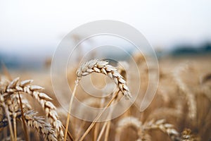 Wheat field in a summer day. Natural background. Sunny weather. Rural scene and shining sunlight. Agricultural