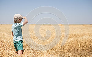 Wheat field in summer - grain harvest, Sunny afternoon in a wheat field