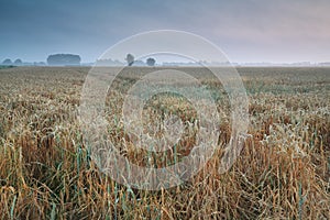 Wheat field in summer morning