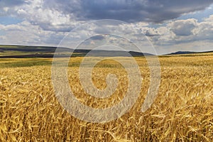 Wheat field in summer mountains of Azerbaijan