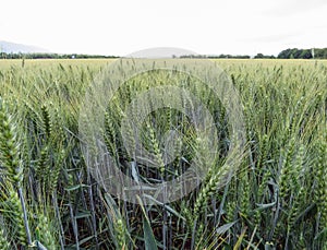 Wheat field in Slovakia