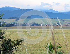 Wheat field in Slovakia