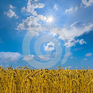 wheat field at the summer sunny day