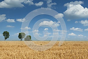 Wheat field during summer