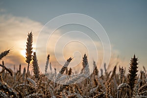 Wheat field at summer with sunset clouds and sun