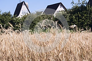 Wheat field in summer in the village