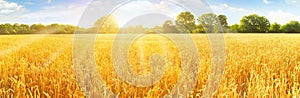 Wheat Field in Summertime