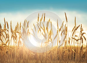 Wheat field and sun