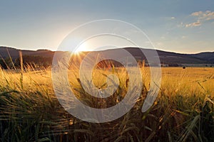 Wheat field with sun