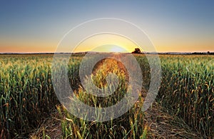 Wheat field with sun