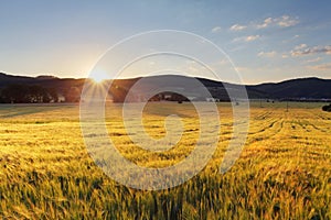 Wheat field with sun