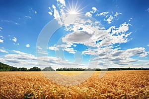 Wheat field with sun anb blue sky, Agriculture industry