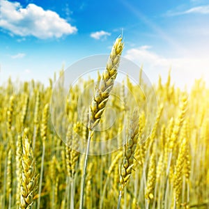 Wheat field and sun in the blue sky