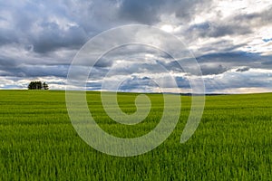 Wheat Field with Sun Rays Breaking Through Cloud