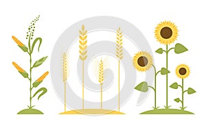 Wheat field. Sunflower icon cartoon.