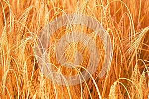 Wheat field in sunlight. Industrie, agriculture concept. Horizontal image