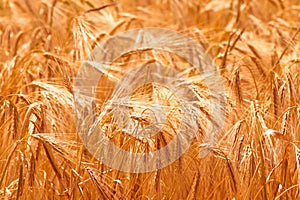 Wheat field in sunlight. Industrie, food, agriculture concept