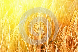 Wheat field in sunlight. Industrie, food, agriculture concept