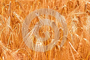 Wheat field in sunlight. Industrie, food, agriculture concept. Horizontal image