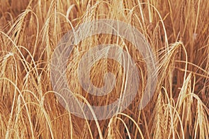 Wheat field in sunlight. Industrie, food, agriculture concept. Horizontal image